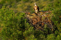 Spanish Imperial Eagle (Aquila adalberti) chick on the nest. Breeding group being observed for the Andalusian conservation project. Sierra Morena, Andujar, Spain, June 2008.