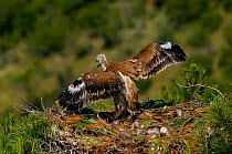 Spanish Imperial Eagle (Aquila adalberti) chick exercising wings on the nest. Breeding group being observed for the Andalusian conservation project. Sierra Morena, Andujar, Spain, June 2008.