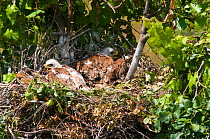 Spanish Imperial Eagle (Aquila adalberti) chicks on the nest. Breeding group being observed for the Andalusian conservation project. Sierra Morena, Andujar, Spain, June 2008.