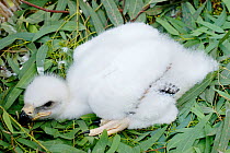 Young Spanish Imperial Eagle (Aquila adalberti) chick in white down, at the Andalusia eagle rearing centre. June 2006.
