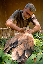 Spanish Imperial Eagle (Aquila adalberti) chick being tended by conservationist Luis Alcaide Reinoso at the Imperial Eagle breeding station. Andalusia, June 2006.