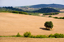 Landscape of Sierra Morena, habitat of the Spanish Imperial Eagle. Andujar, Andalusia, Spain, January 2007.