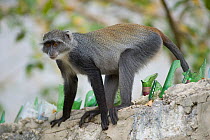 Zanzibar Sykes Monkey (Cercopithecus mitis albogularis) on wall wall with embedded glass, Tana District, Kenya.