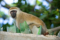 Grivet / Vervet Monkey (Chlorocebus aethiops pygerythrus) on wall wall with embedded glass, Tana River District, Kenya.