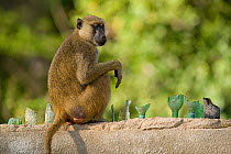 Yellow Baboon (Papio cynocephalus) sitting on wall wall with embedded glass. Tana River District, Kenya.