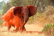 African Elephant (Loxodonta africana) dust  bathing in rain, Tsavo National Park, Kenya, 2009.