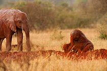 African Elephant (Loxodonta africana) juvenile  and baby , wet with rain, playing in red dust. Tsavo National Park, Kenya, 2009.