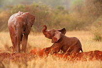 African Elephant (Loxodonta africana) juvenile and baby, wet with rain, playing in red dust. Tsavo National Park, Kenya, 2009.