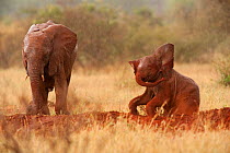 African Elephant (Loxodonta africana) adult and baby, wet with rain, playing in red dust. Tsavo National Park, Kenya, 2009.