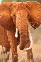 African Elephant (Loxodonta africana) male with one broken tusk, feeding on grass. Tsavo National Park, Kenya, 2009.