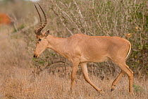 Hirola / Hunter's Antelope (Beatragus hunteri) in profile. Critically endangered. Ishaqbini Reserve, Kenya, Africa, 2009.
