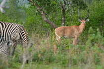 Hirola / Hunter's Antelope (Beatragus hunteri) looking past zebra. Critically endangered. Ishaqbini Reserve, Kenya, Africa, 2009.