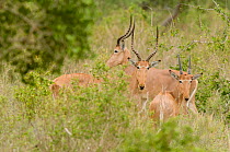 Hirola / Hunter's Antelope (Beatragus hunteri) group. Critically endangered. Ishaqbini Reserve, Kenya, Africa, 2009.