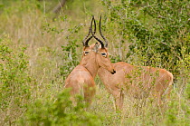 Hirola / Hunter's Antelopes (Beatragus hunteri). Critically endangered. Ishaqbini Reserve, Kenya, Africa, 2009.