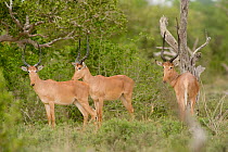 Three Hirola / Hunter's Antelope (Beatragus hunteri). Critically endangered. Ishaqbini Reserve, Kenya, Africa, 2009.