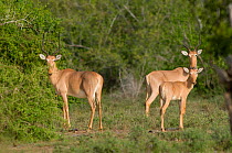 Family of Hirola / Hunter's Antelope (Beatragus hunteri) . Critically endangered. Ishaqbini Reserve, Kenya, Africa, 2009.