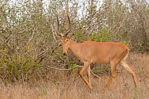 Hirola / Hunter's Antelope (Beatragus hunteri) in profile. Critically endangered. Ishaqbini Reserve, Kenya, Africa, 2009.
