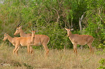 Groups of Hirola / Hunter's Antelope (Beatragus hunteri). Critically endangered. Ishaqbini Reserve, Kenya, Africa, 2009.