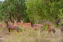 Mixed herd of Hirola / Hunter's antelope (Beatragus hunteri) Critically endangered species, and Topi (Damaliscus lunatus). Ishaqbini Reserve, Kenya, Africa, 2009.