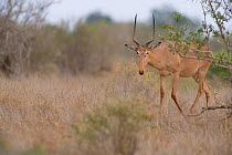 Hirola / Hunter's Antelope (Beatragus hunteri). Critically endangered. Ishaqbini Reserve, Kenya, Africa, 2009.