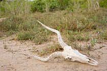 Skull of Hirola / Hunter's Antelope (Beatragus hunteri). Critically endangered. Ishaqbini Reserve, Kenya, Africa, 2009.