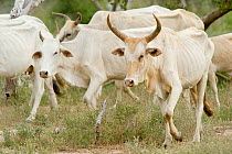 Cattle (Bos indicus) herd in Ishaqbini Reserve. Kenya, January.