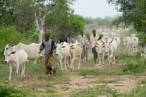 Cattle (Bos indicus) herd with herdsmen in Ishaqbini Reserve. Kenya, January.