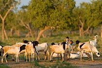 Sheep (Ovis aries) in Ishaqbini Reserve. Kenya, January.