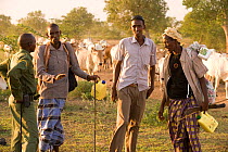 Herdsmen with their cattle, speaking to a park ranger. Ishaqbini Reserve, Kenya, 2009.