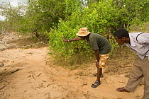 Rangers tracking elephants, using their footprints to assess direction. Ishaqbini Reserve, Kenya, 2009.