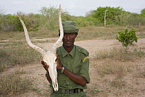 Skull of Hirola / Hunter's Antelope (Beatragus hunteri) held by game-keeper. Critically endangered. Ishaqbini Reserve, Kenya, Africa, 2009.