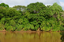 Banks of the Tana River. Ishaqbini Reserve, Kenya, January 2009.