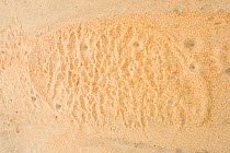 Footprint of African Elephant (Loxodonta africana) in sand. Tsavo National Park, Kenya, 2009.