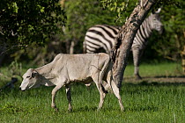 Asiatic Cattle (Bos indicus) and Grant's Zebra (Equus quagga boehmi). Tana River District, Kenya.