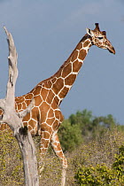 Reticulated Giraffe (Giraffa camelopardalis reticulata). Tana River District, Kenya.