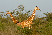 Two Reticulated Giraffe (Giraffa camelopardalis reticulata). Tana River District, Kenya.