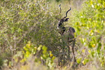 Lesser Kudu (Tragelaphus imberbis). Tana River District, Kenya.