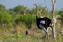 Somali Ostrich (Struthio molybdophanes) and a warthog in the background. Tana River District, Kenya.