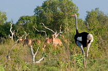 Somali Ostrich (Struthio molybdophanes) and a antelope in the background. Tana River District, Kenya.