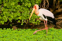 Yellow-billed Stork (Mycteria ibis) wading through vegetation. Tana River District, Kenya.
