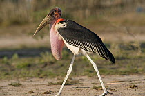 Marabou Stork (Leptoptilos crumeniferus). Tana River District, Kenya.