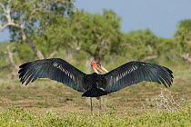 Marabou Stork (Leptoptilos crumeniferus) with wings spread. Tana River District, Kenya.
