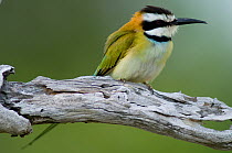 White-throated Bee-eater (Merops albicollis). Tana River District, Kenya.