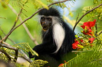 Peter's Angola Colobus Monkey (Colobus angolensis palliatus) among hibiscus flowers with pollen on its face. Kenya, Africa.