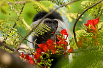 Peter's Angola Colobus Monkey (Colobus angolensis palliatus) eating hibiscus flower. Kenya, Africa.