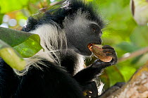 Peter's Angola Colobus Monkey (Colobus angolensis palliatus) opening seed case with its teeth. Kenya, Africa.