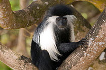 Peter's Angola Colobus Monkey (Colobus angolensis palliatus) portrait among branches. Kenya, Africa.