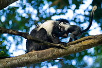 Peter's Angola Colobus Monkey (Colobus angolensis palliatus) baby playing with mother in canopy. Kenya, Africa.