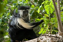 Peter's Angola Colobus Monkey (Colobus angolensis palliatus) picking leaves. Kenya, Africa.