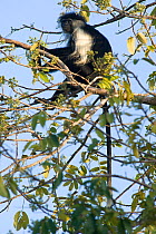 Peter's Angola Colobus Monkey (Colobus angolensis palliatus) perched on thin branches. Kenya, Africa.